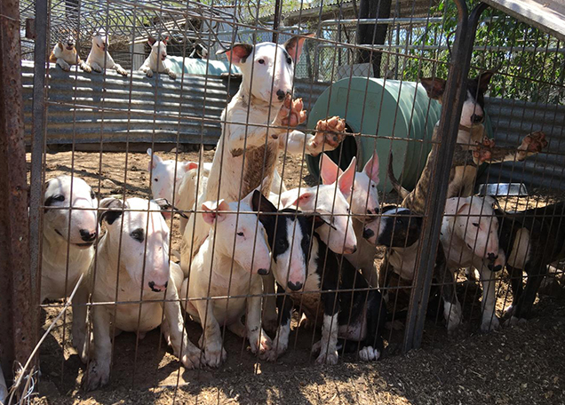 bull terrier puppies breeder charged queensland 2019